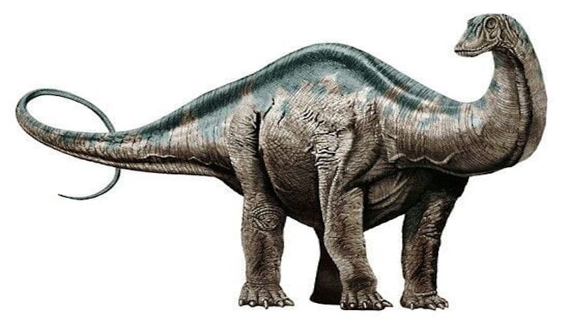 Apatosaurus