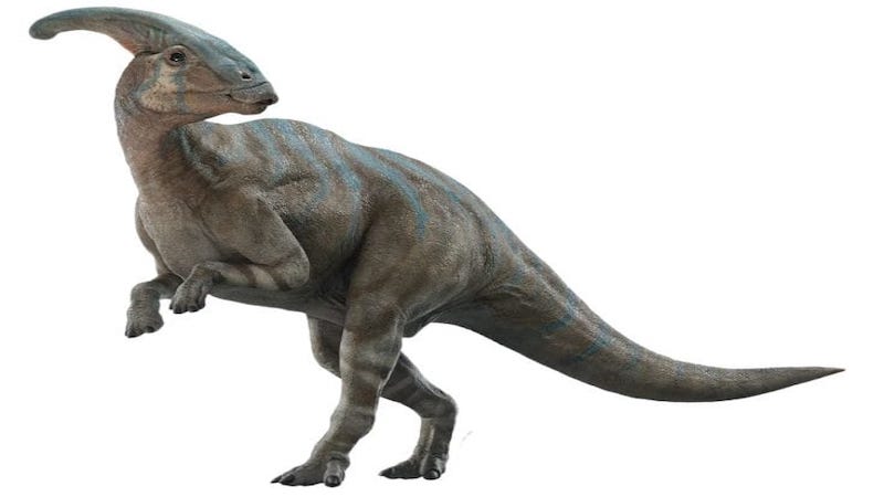 Parasaurolophus