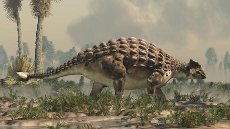 Ankylosaurus