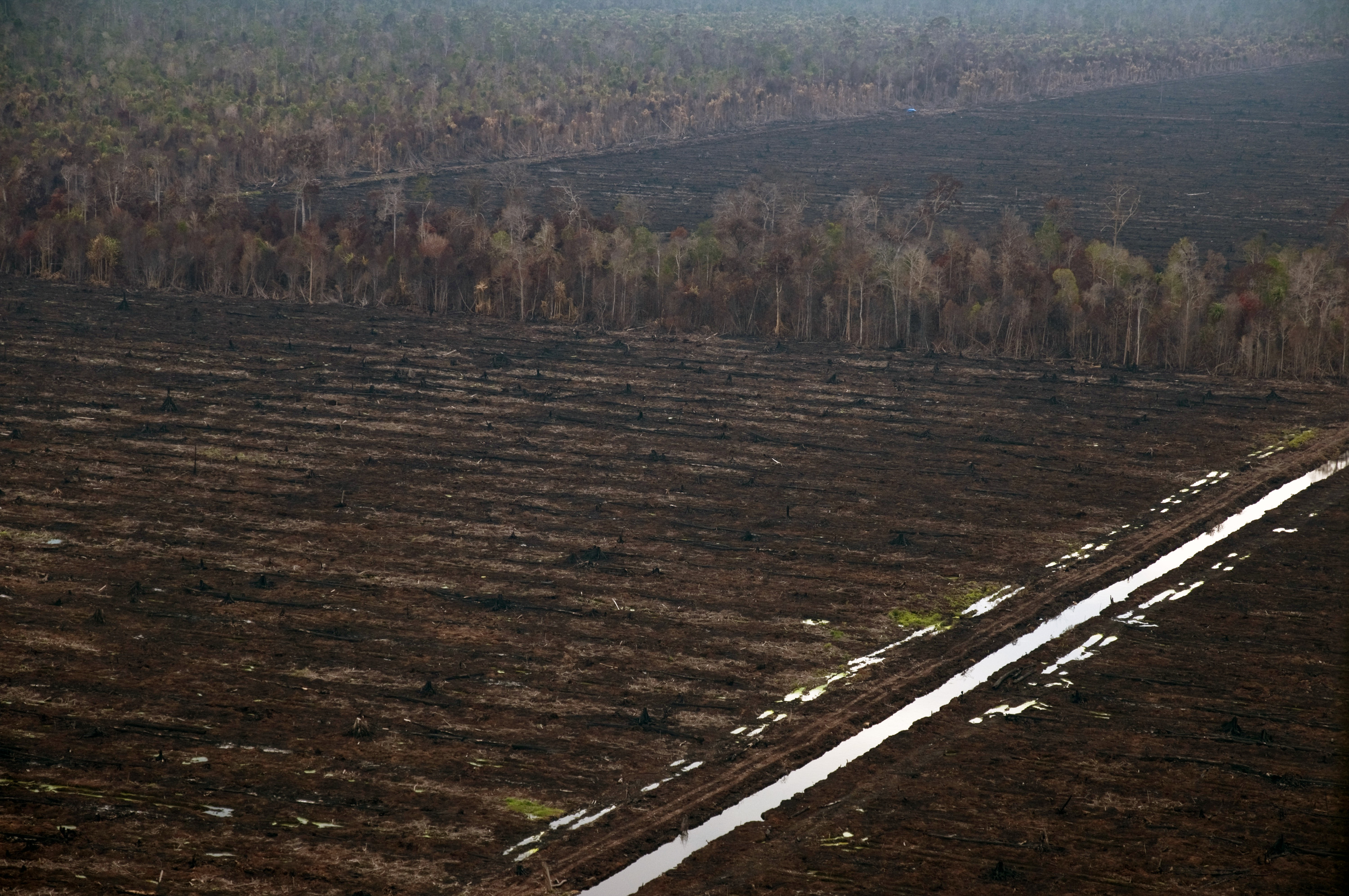 Menjerakan Pembakar Hutan