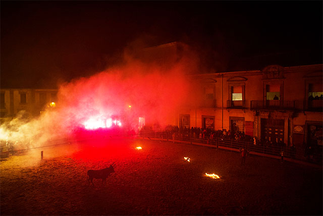 Festival Banteng Api 