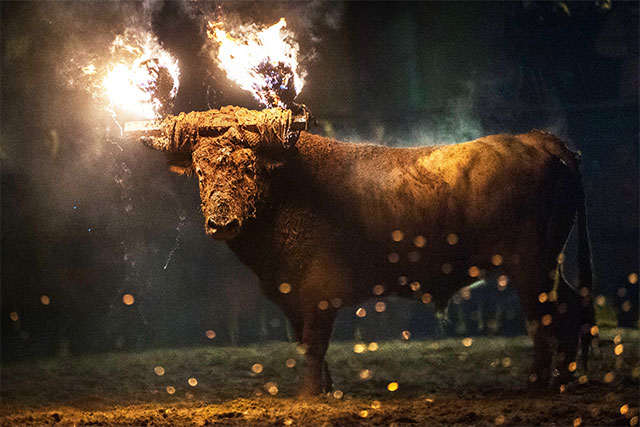 Festival Banteng Api 