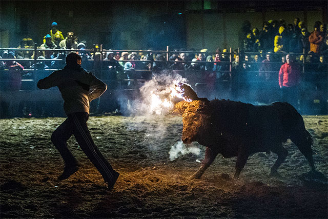 Festival Banteng Api 