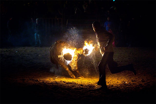 Festival Banteng Api 