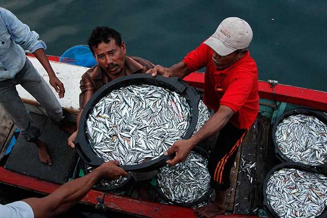 Produksi Teri Meningkat Sejak Kapal Pukat Dilarang