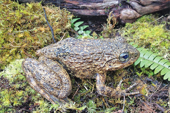 Ragam Endemis di Gandang Dewata