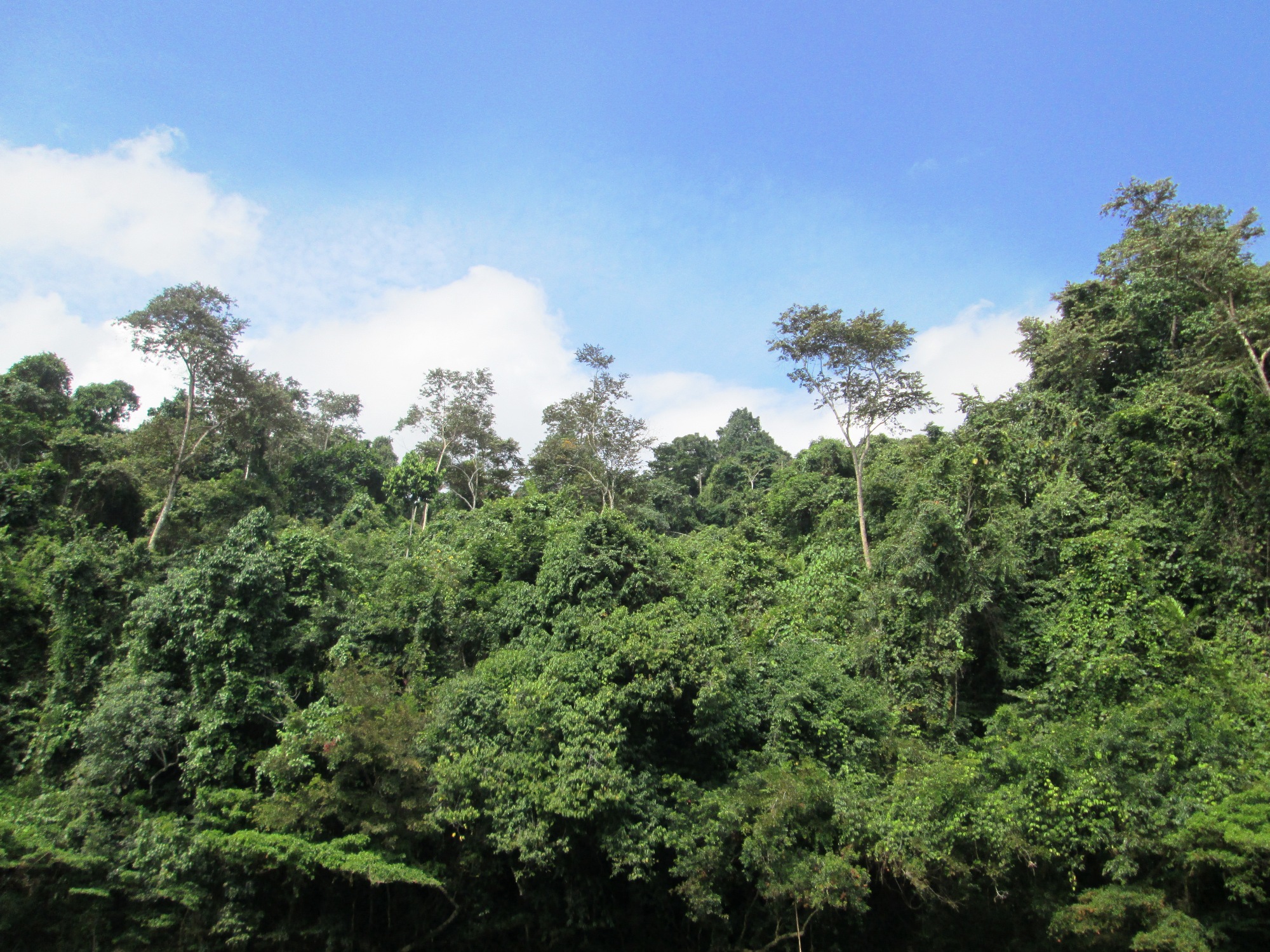 Belum Ada Pengakuan Administratif Hutan Adat