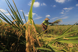 Harga Gabah di Tingkat Petani Cirebon Masih Tinggi
