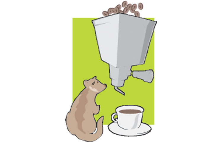 Kopi Luak tanpa Luak