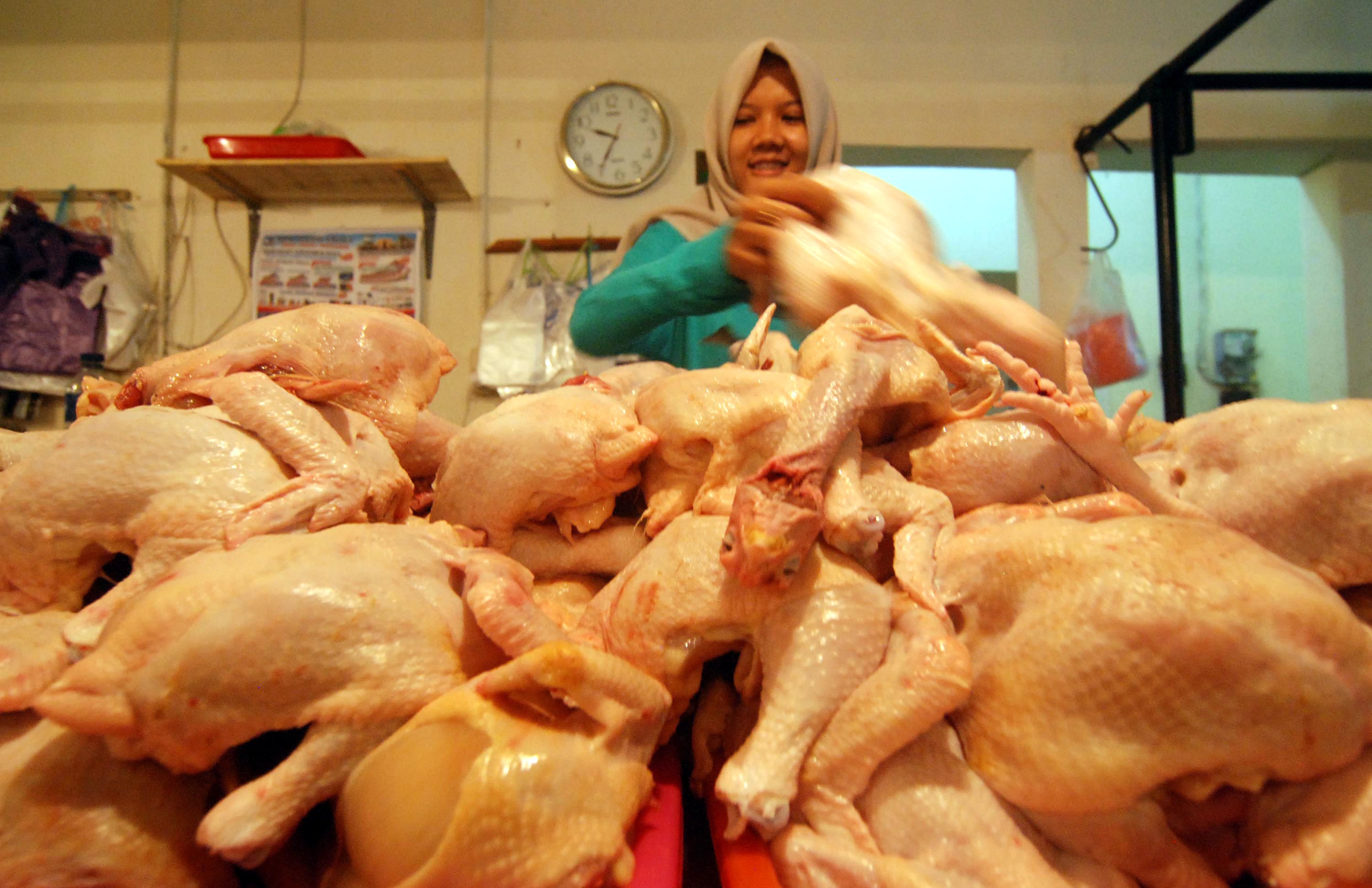 Harga Ayam Potong tidak Terkendali