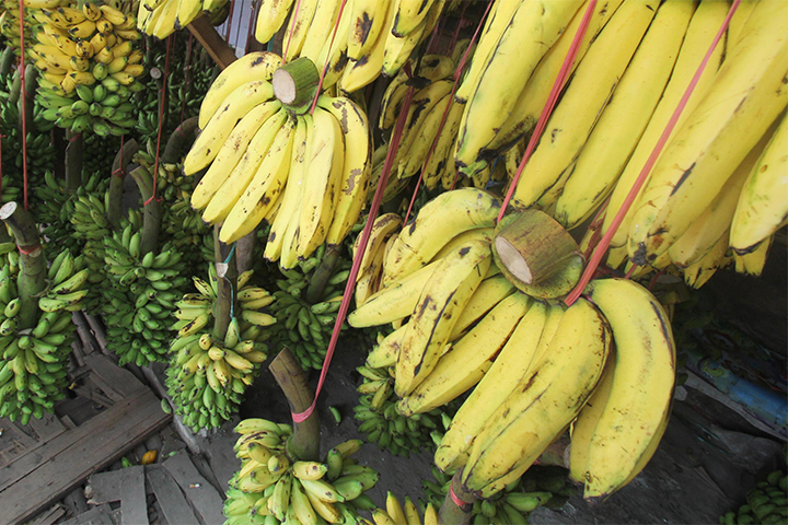 Sulawesi Selatan Disiapkan Jadi Pusat Hortikultura