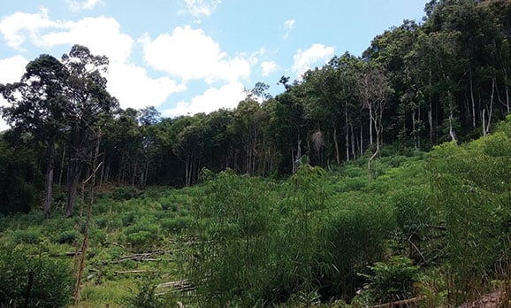 Restorasi Gambut Dimulai