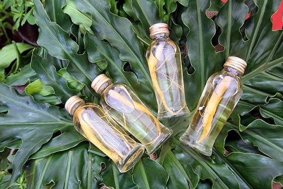 Menjaga Ginseng Dayak dari Kepunahan