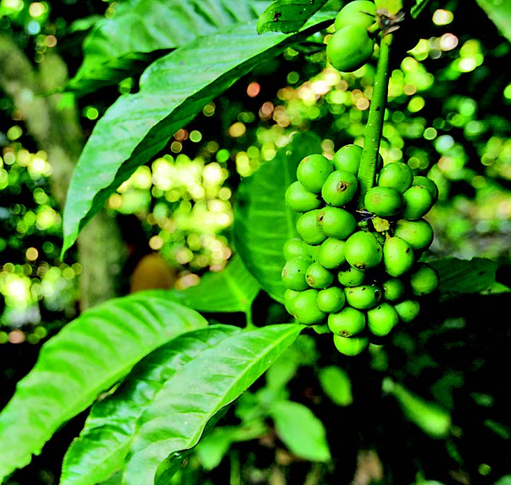 Cara Organik Mengembalikan Kopi Pipikoro
