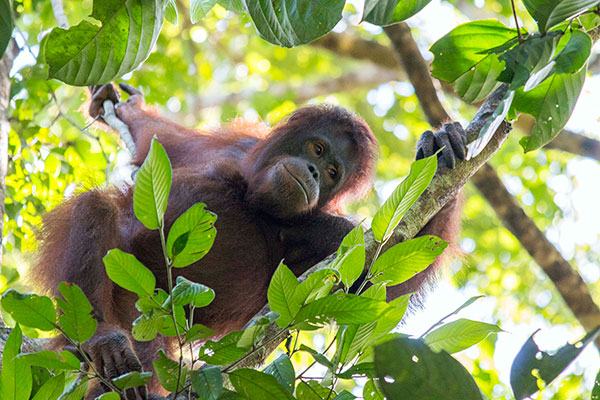 Orang Utan Kalimantan Semakin Terancam Punah