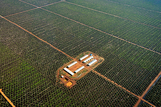 Produksi CPO Nasional Sasar Target 60 Juta Ton per Tahun