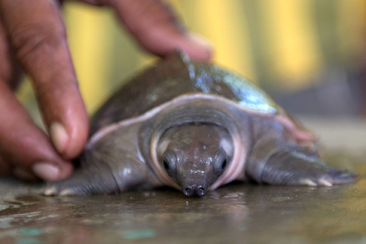 Papua Habitat Kura-Kura Moncong Babi