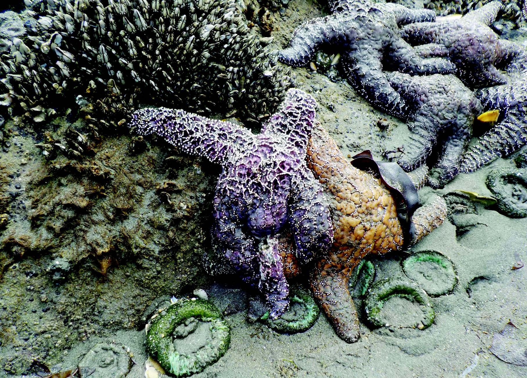 Pengasaman Laut Ganggu Interaksi Siput dan Bintang Laut