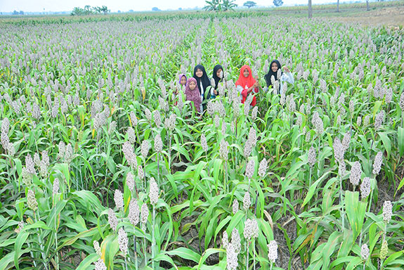 Sorgum  Lamongan Lampaui  Nasional