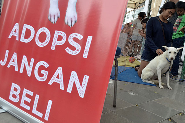 Populasi Anjing di Bali Terbesar di Dunia