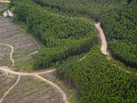 Gambut di Desa juga Dipulihkan