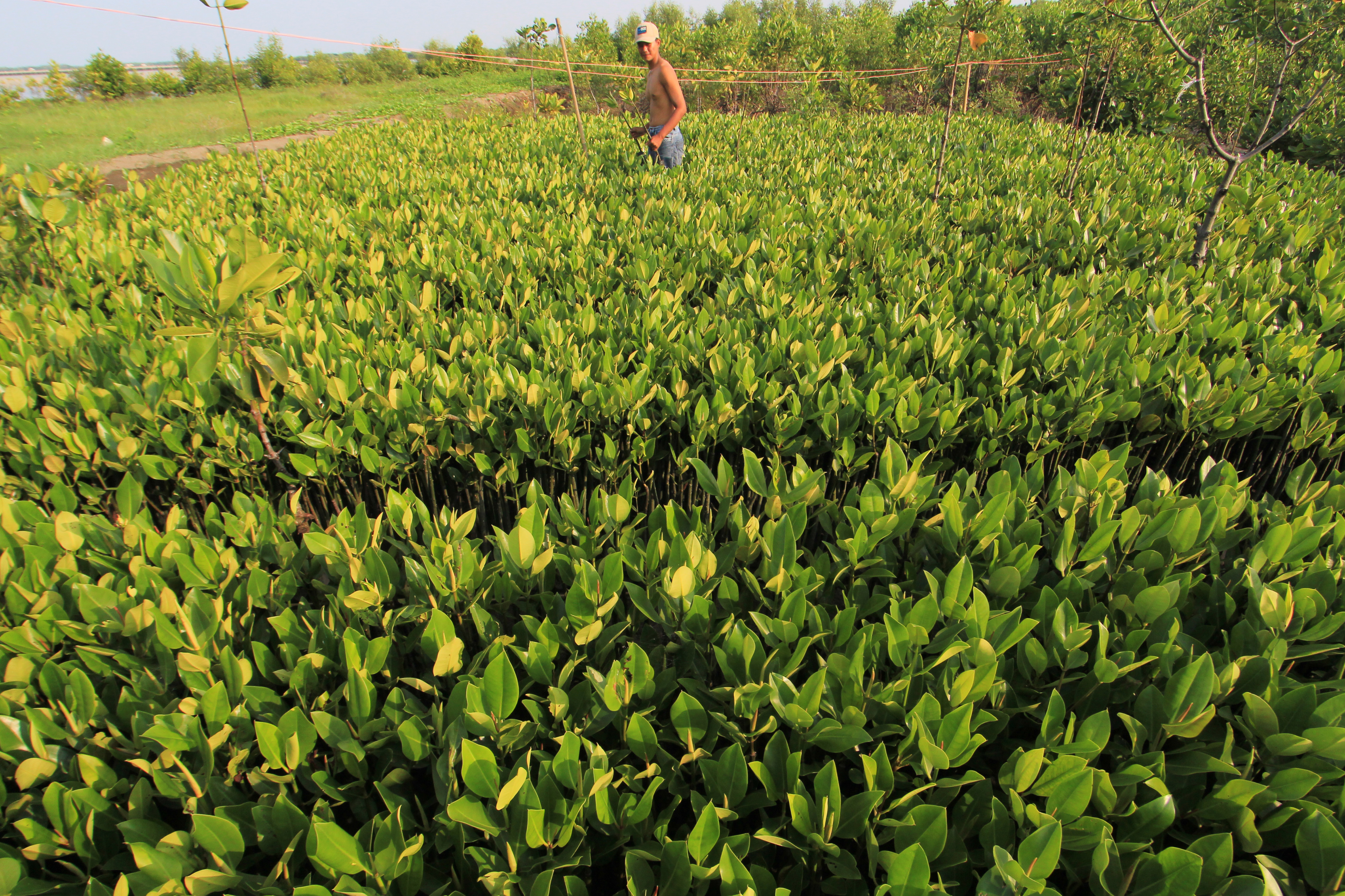 Perlindungan Mangrove masih Terkendala