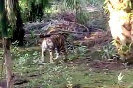 Harimau Liar Marak Diburu di Nagan Raya