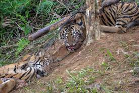 Perburuan Ilegal Harimau Marak di Nagan Raya