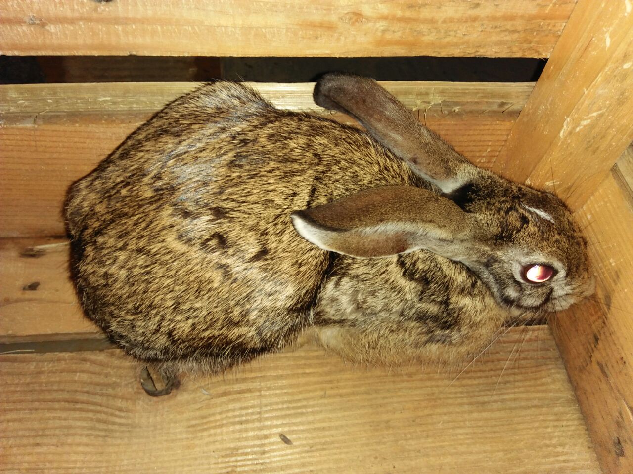 Kelinci Jawa Ditemukan di Kawasan Industri