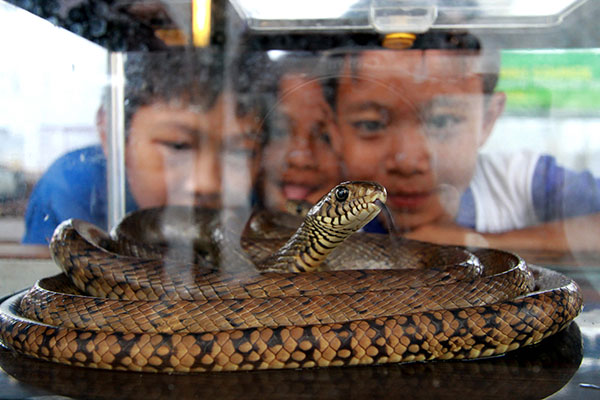 Ist reptil dari berbagai spesies seperti ular