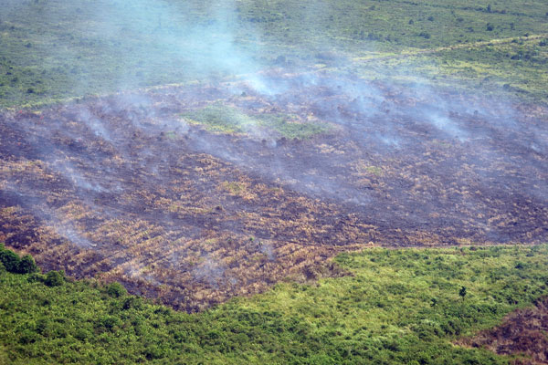 Walhi Jambi Desak Penegak Hukum Bidik Korporasi terkait Karhutla