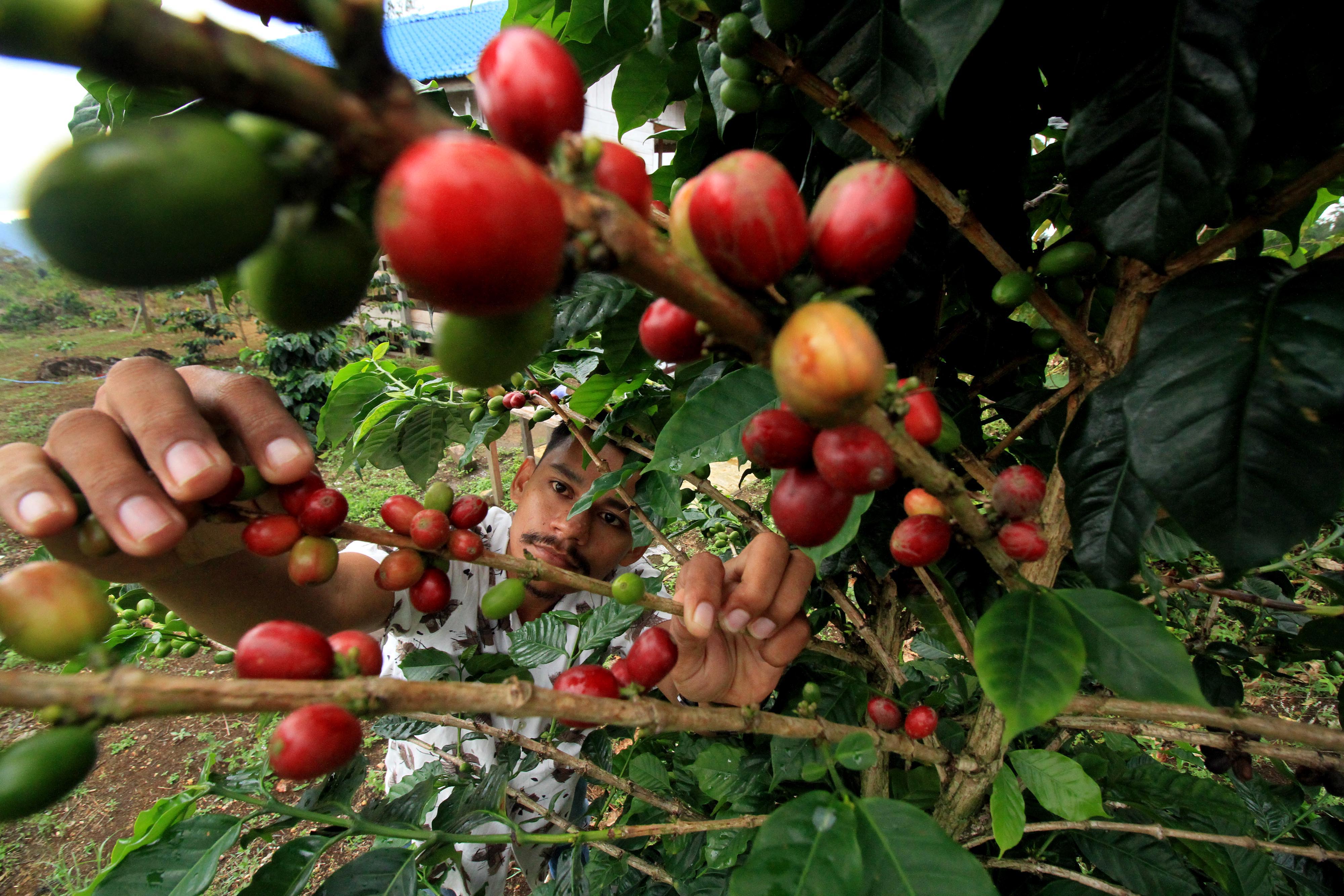 Gagal Panen Capai 90%. Petani Kopi Rugi Besar