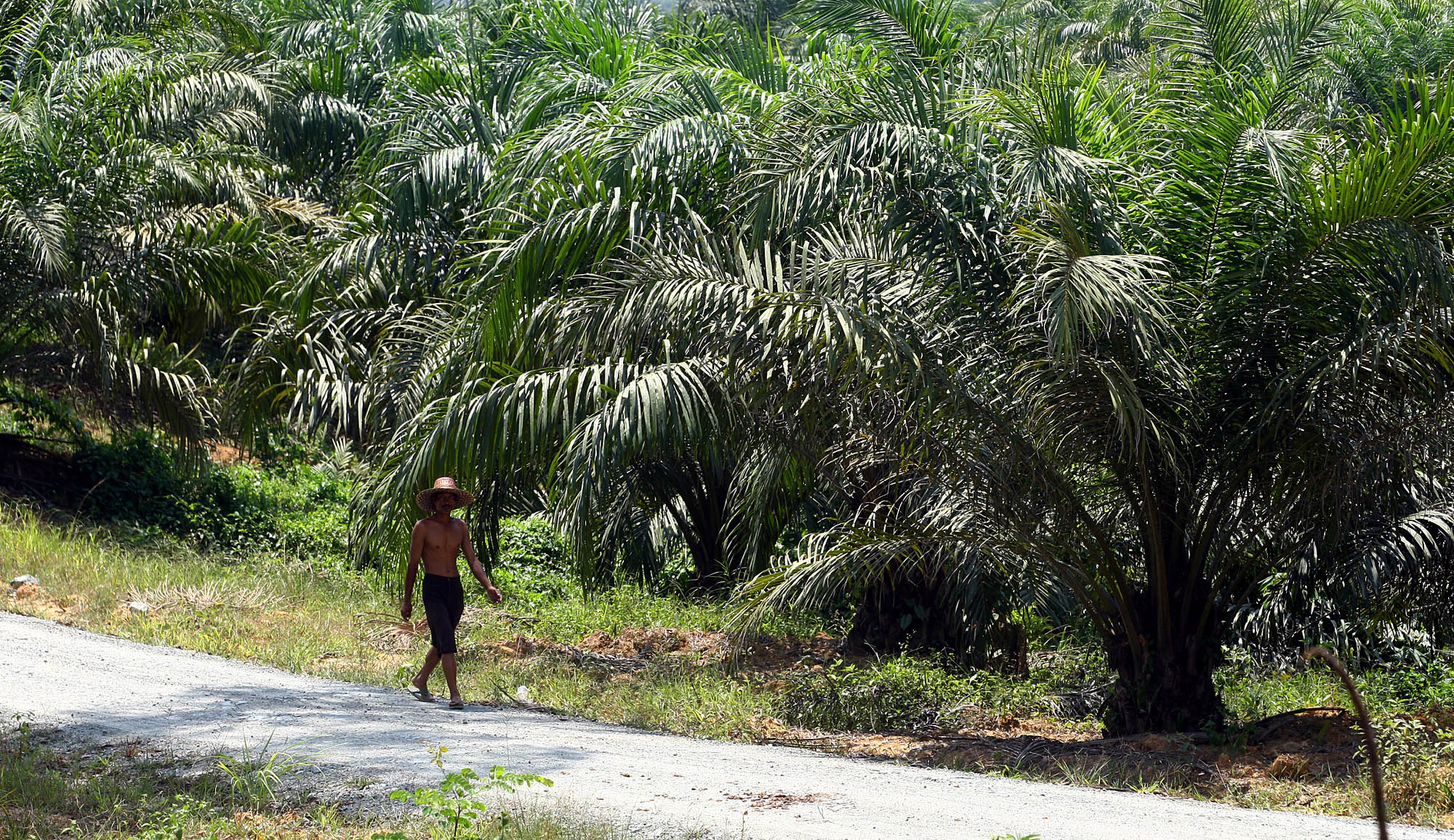 PT Adaro Gusur Kawasan Transmigran