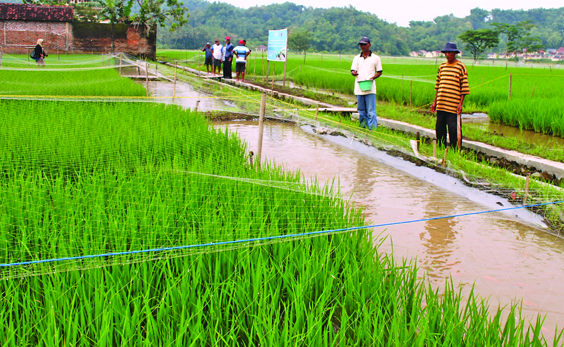 Mina Padi Untungkan Petani