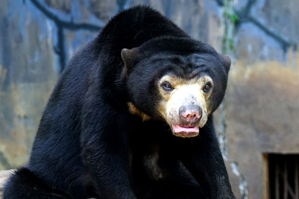 Beruang Madu Magnet Baru Wisata Tahura Sultan Adam