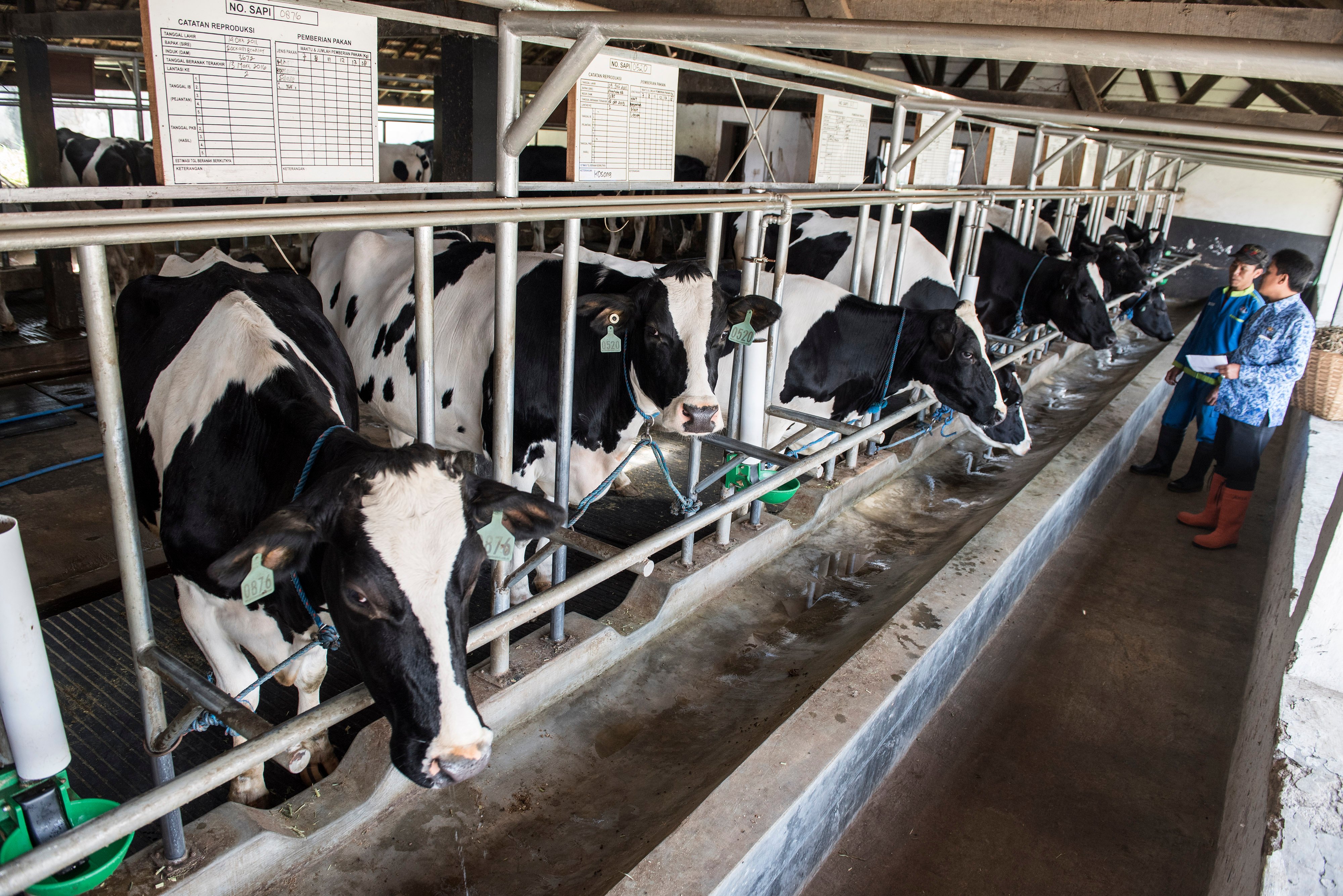 Greenfields Impor 2.150 Sapi Perah