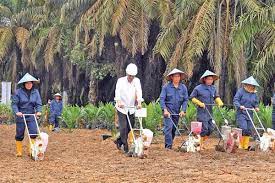 Presiden Joko Widodo Tanam Sawit di Serdang Bedagai