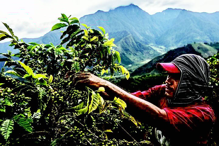 Musim Panen Kopi di Kolombia