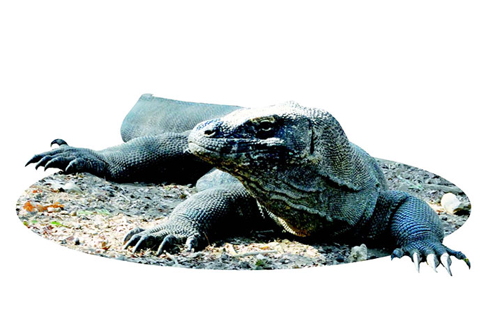 Kembali ke Prasejarah di Pulau Komodo