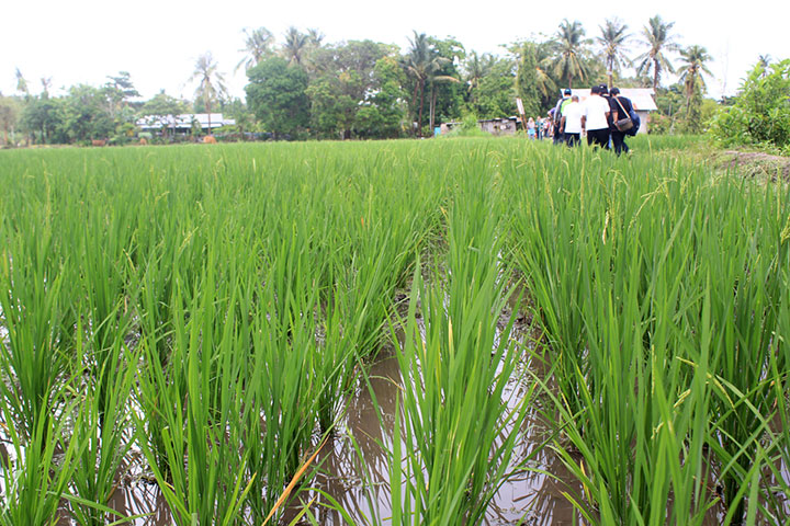 Produksi Padi Hemat Air