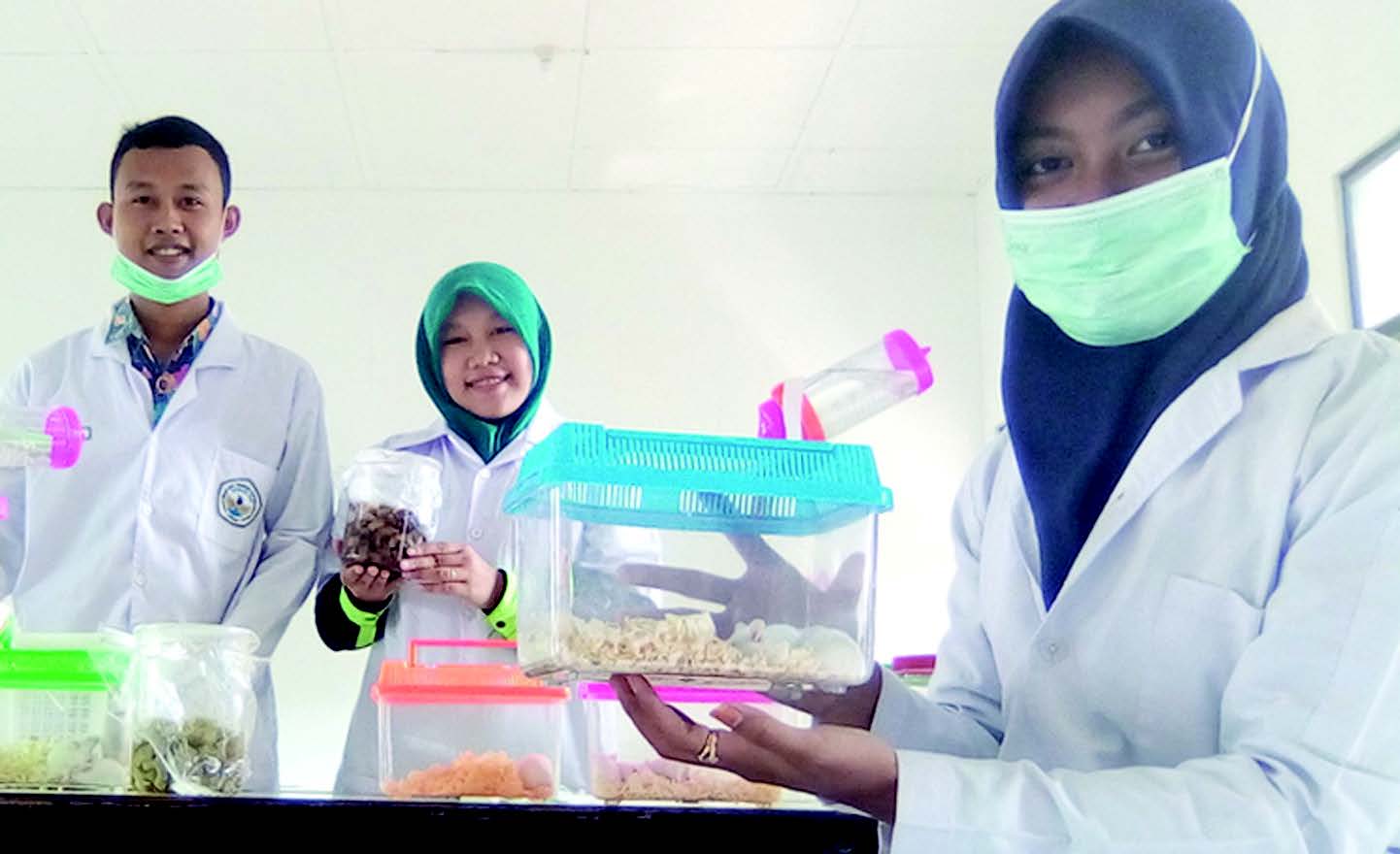 Antiseptik dari Getah Pisang