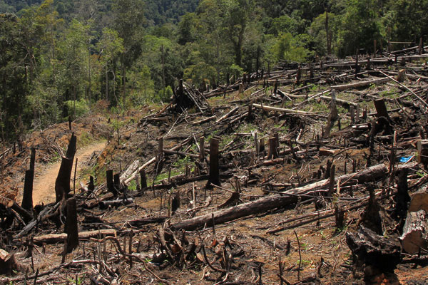 Pembalakan Liar Marak di Suaka Margasatwa Rimbang Baling