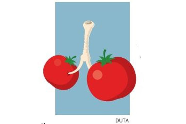 Tomat Cegah Kerusakan Paru-Paru