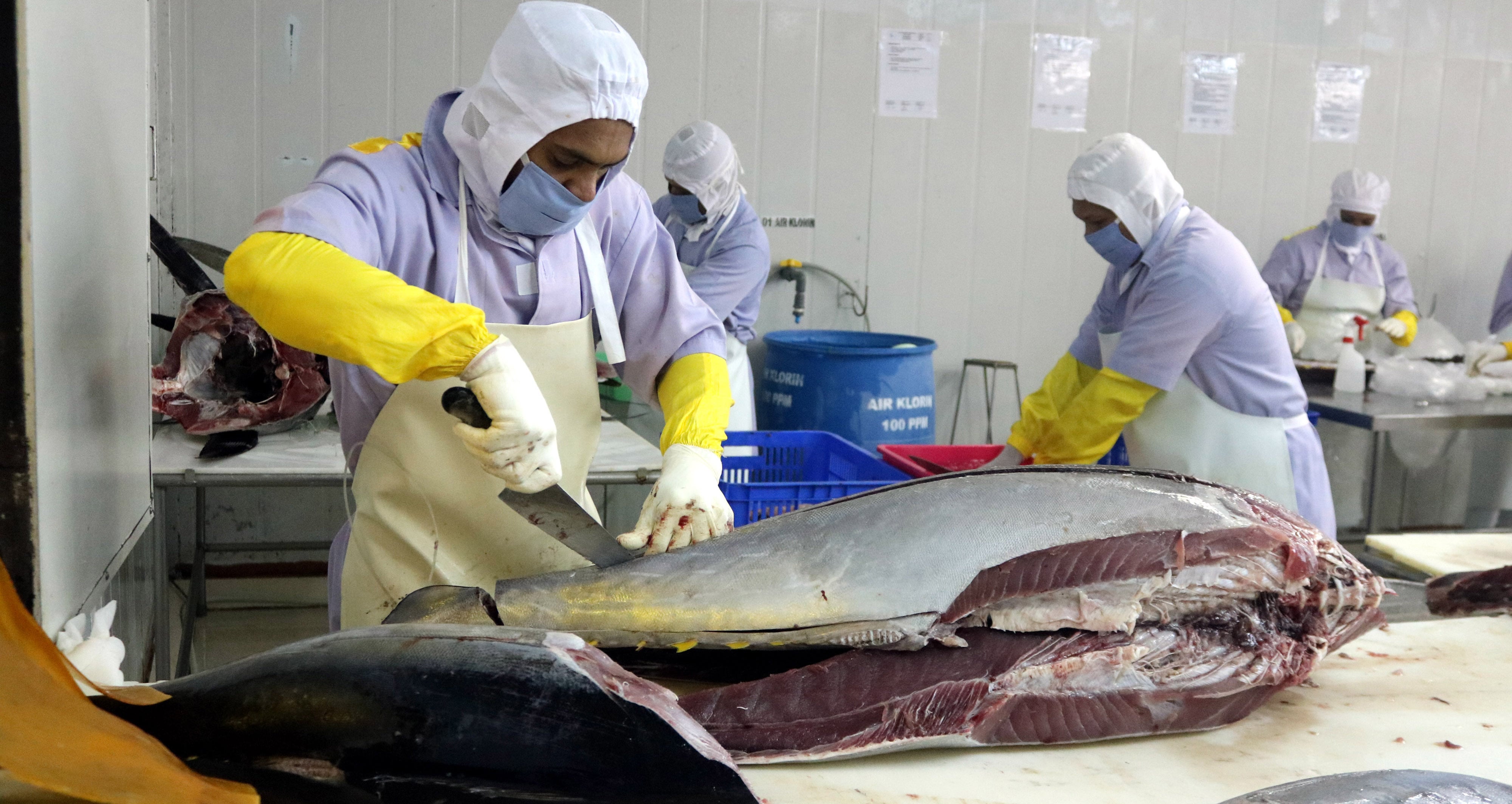 Kelola Mina Laut Tingkatkan Ekspor Ikan