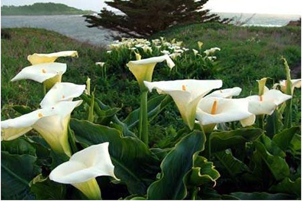 Bisnis Bunga Gerakkan Ekonomi di Dieng