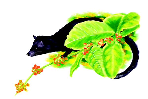 Pengaruh Budaya di Balik Komoditas Kopi