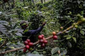 Kampung Ganja di Gayo Lues Diubah Jadi Kebun Kopi