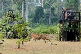 Tim Gabungan masih Memburu Harimau di Indragiri Hilir