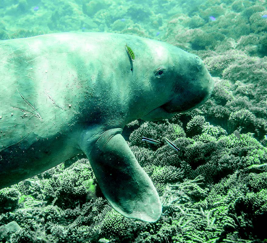 Dugong, si Pemalu Penanda Kelestarian Laut