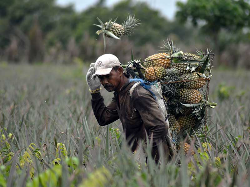 Fiji akan Belajar Kelola Gambut dari Indonesia